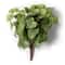 Potato Leaf Bush by Ashland&#xAE;